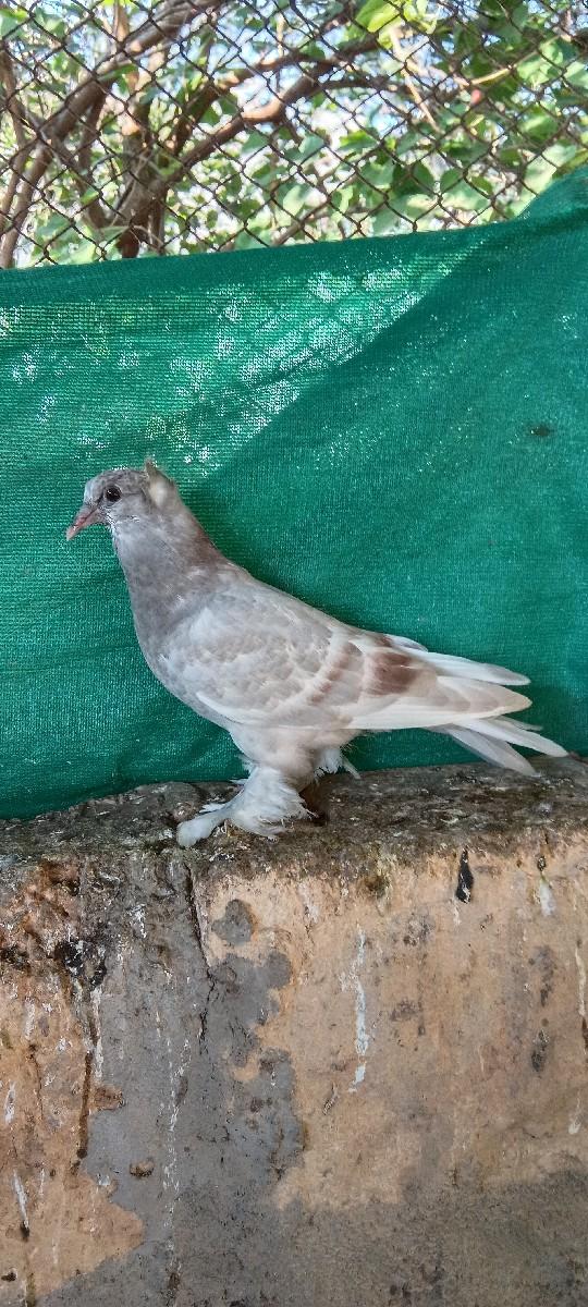 બે કબુતર ના પઠા  વેચવાના છે તે તેલ