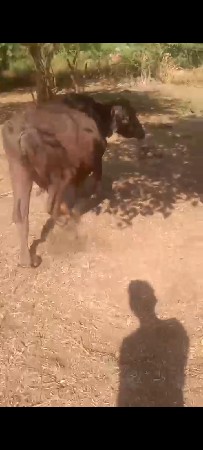 ભેંસ વેચવાની છે