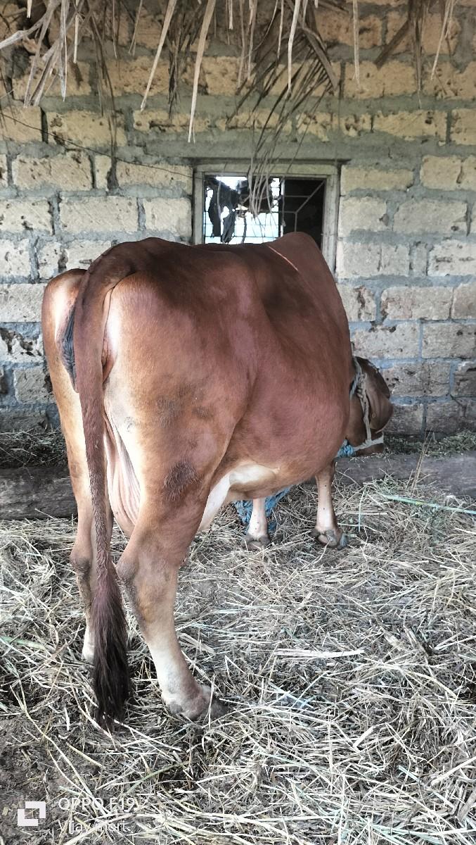 થંબનેલ 3