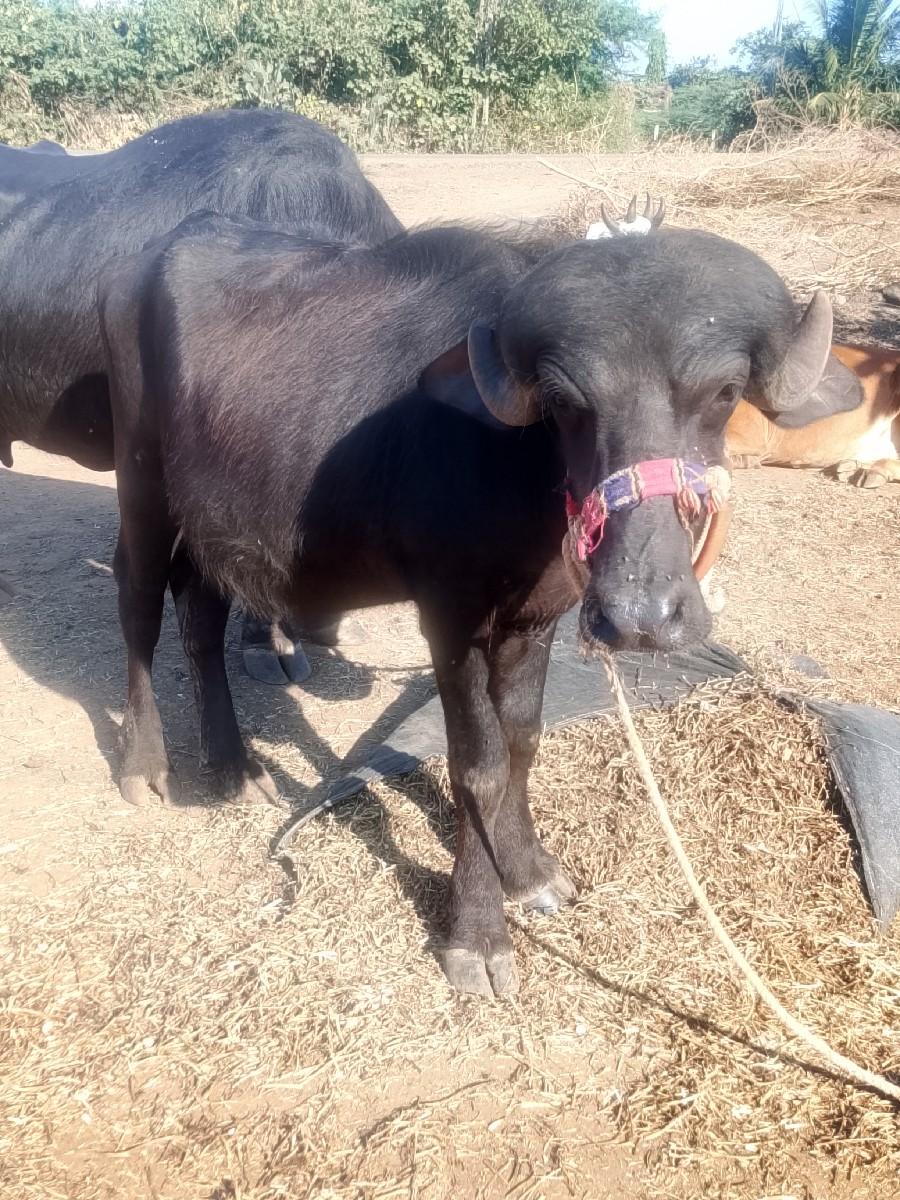 થંબનેલ 3