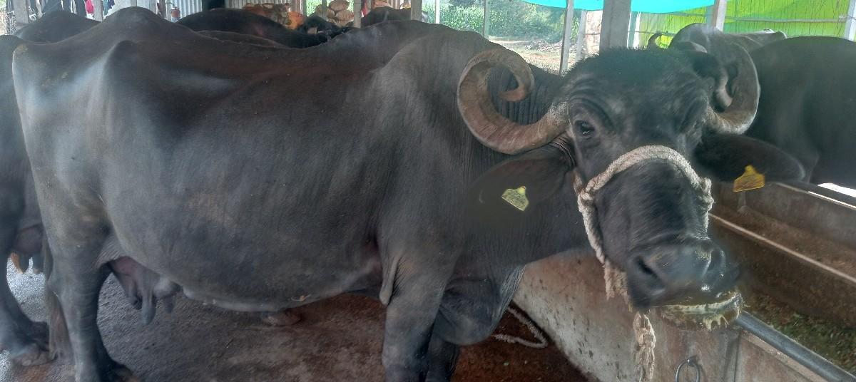 3.....ભેસુ વેચાણ માટે છે