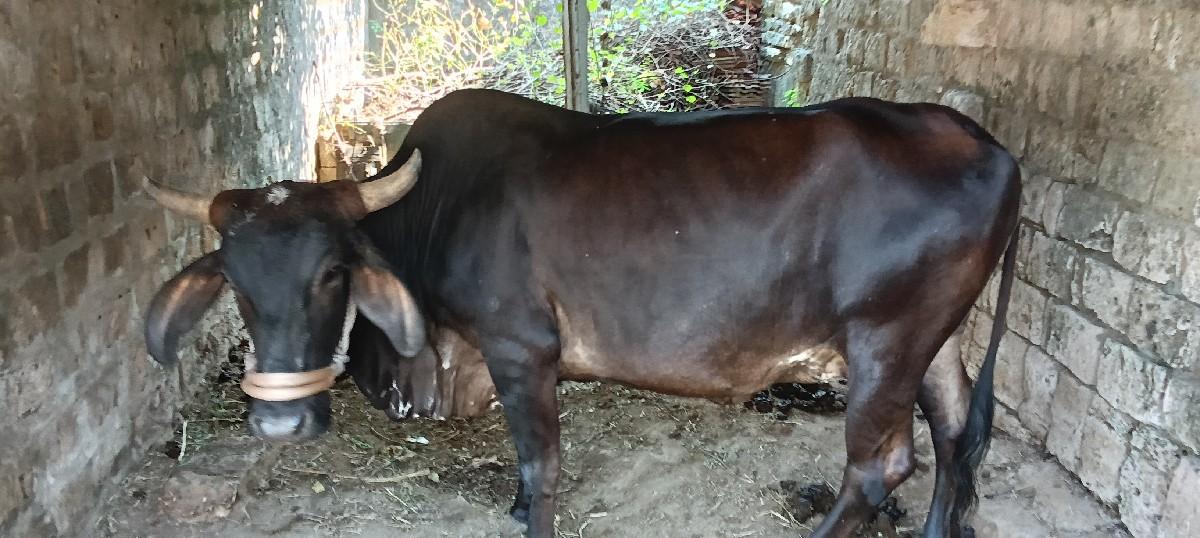 થંબનેલ 2