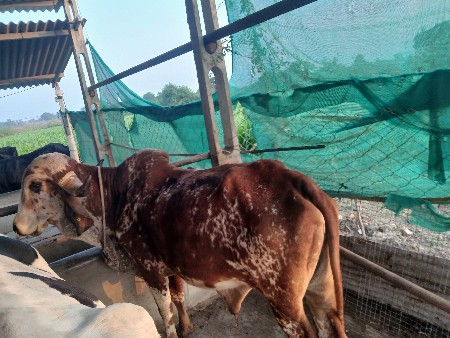 थंबनेल 3