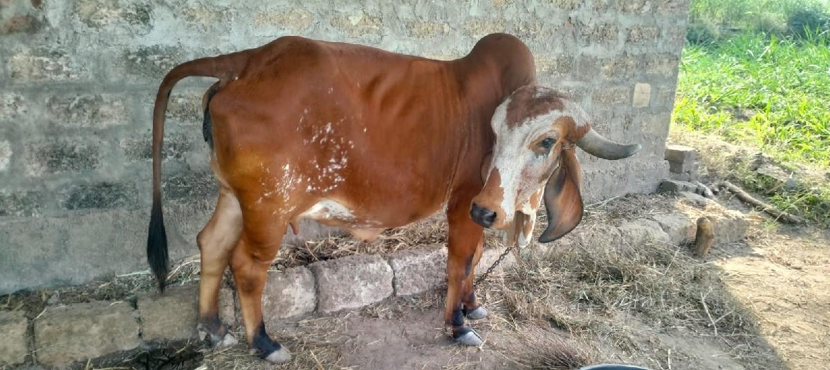 थंबनेल 2