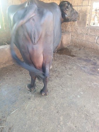 જાભરી છે 8ફુટલબાયછે