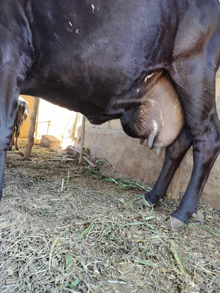 થંબનેલ 2