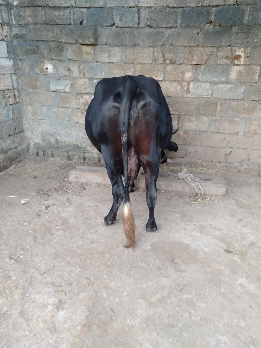 थंबनेल 2