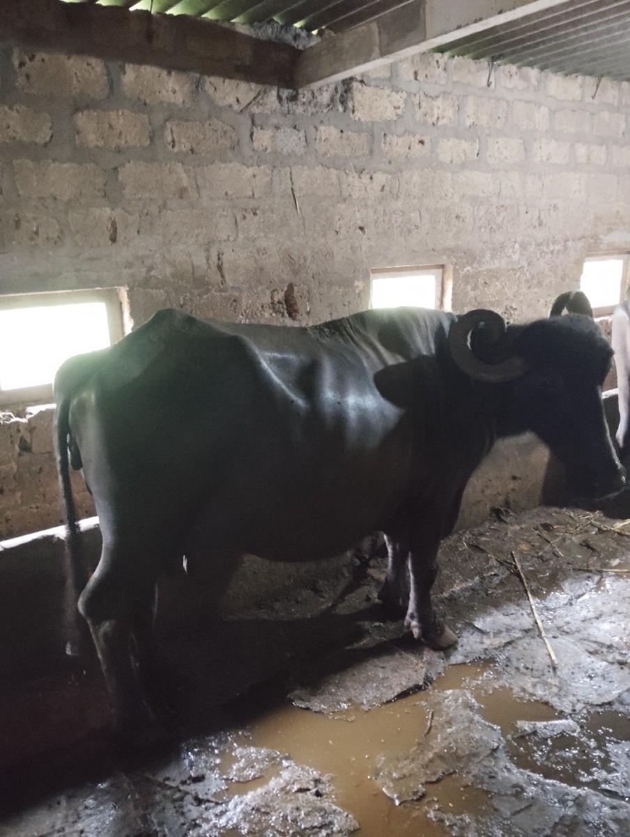 ભેંસ વેચવાની છે