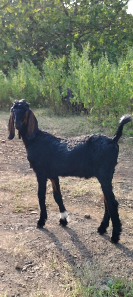 ધેટાવેચવાનાછે