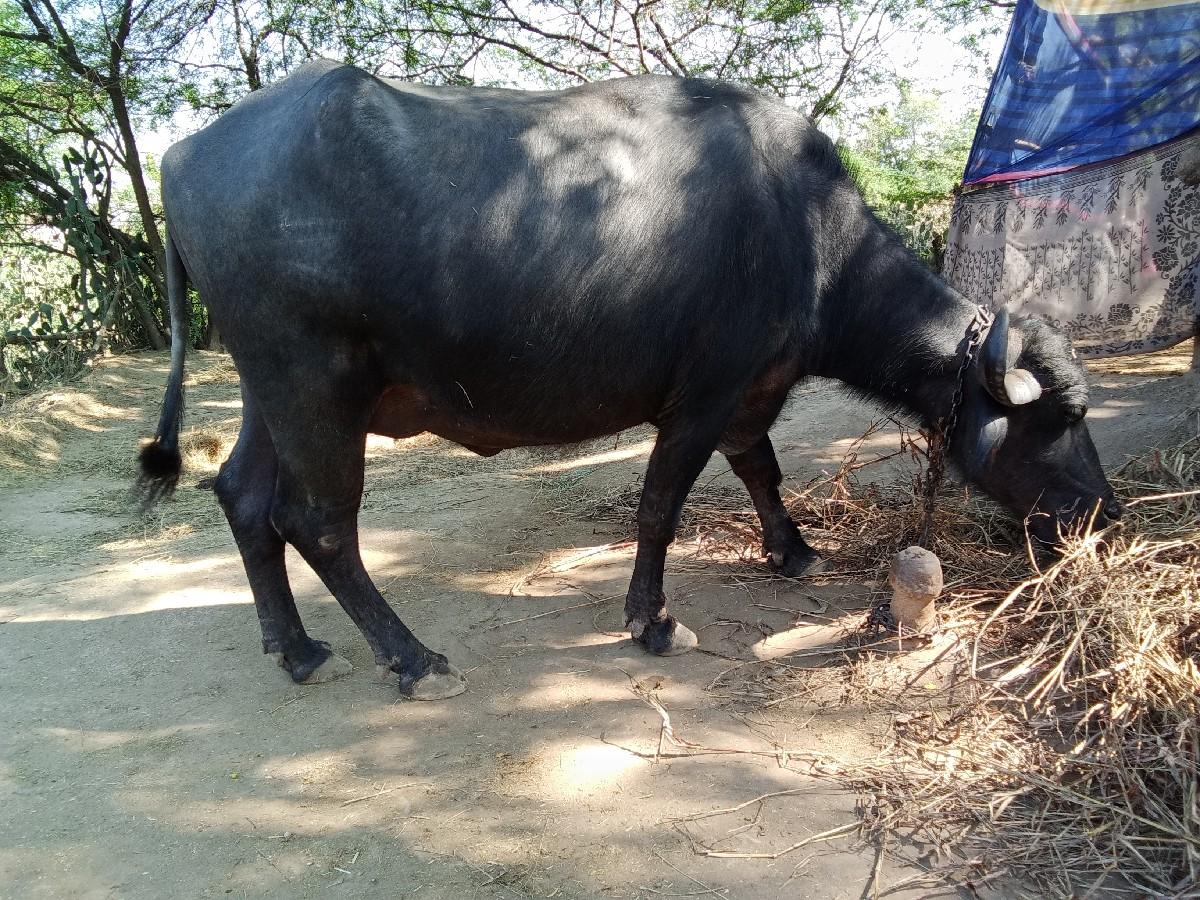 थंबनेल 2