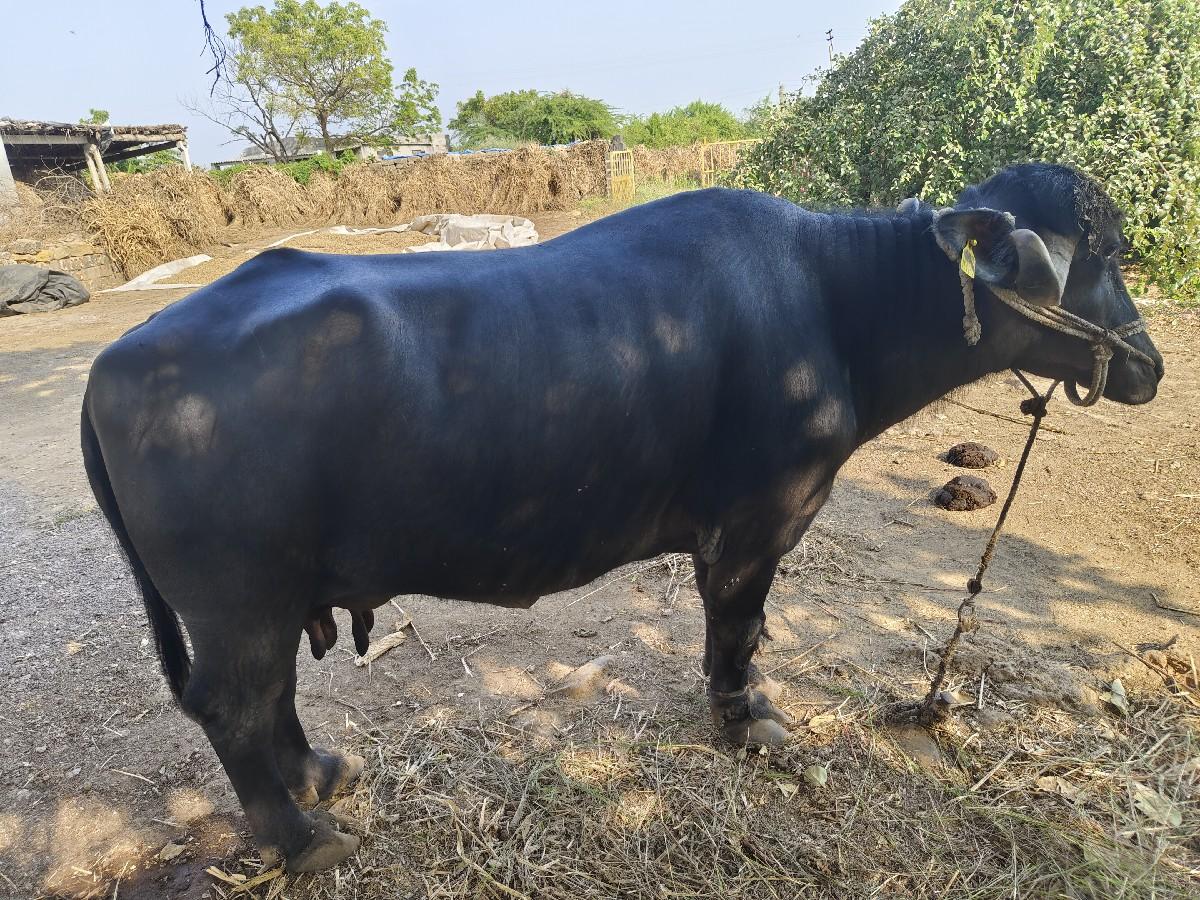 થંબનેલ 2