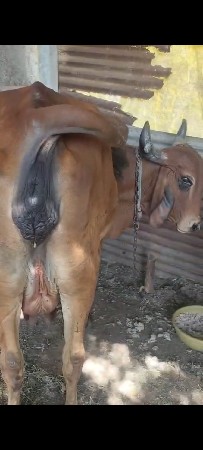 3 ત્રીજુ વેતર જે કોઈને લેવી