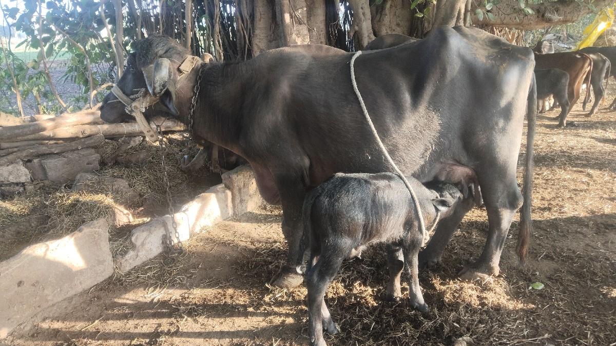 3જુ વયાની