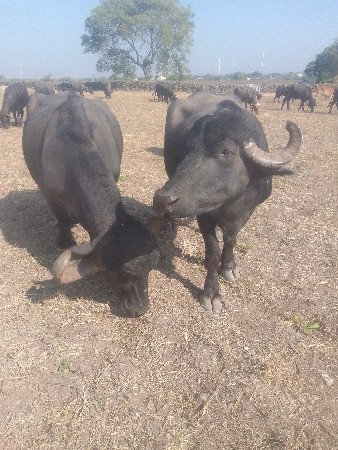 थंबनेल 2