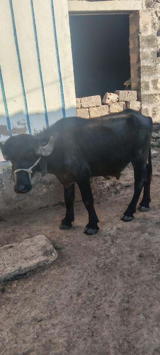 પાડો વેચવાનો છે