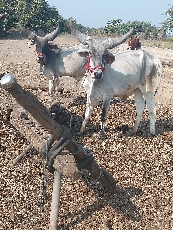 ગોઢલા વેચવાના છે