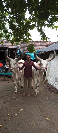 આ બળદ વેચવાના છે સાવ સોજા છે