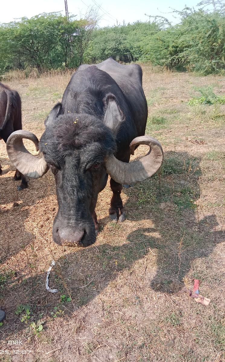 ભેંશ વેચવાની છે