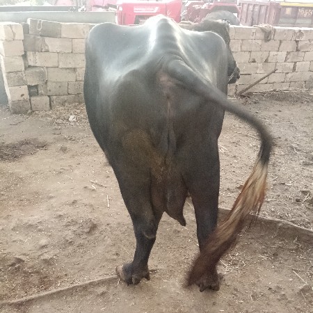 થંબનેલ 3