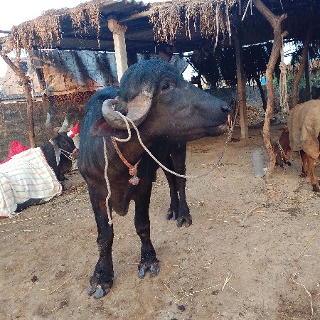 થંબનેલ 2