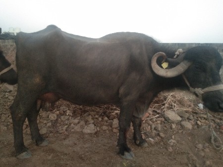 थंबनेल 2