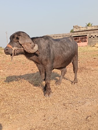 થંબનેલ 2