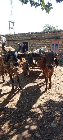 थंबनेल 3