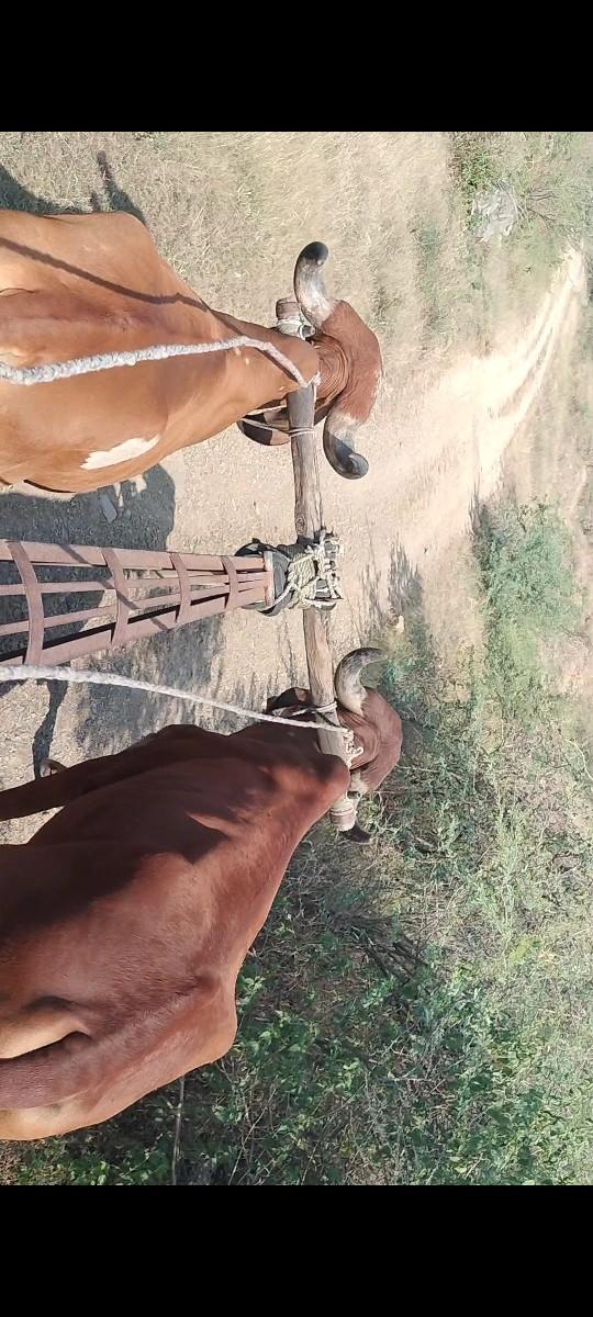 રાજુ ભાઈ