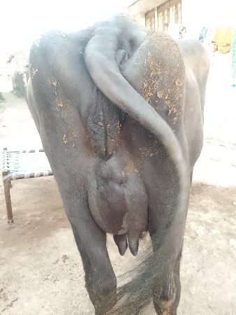 थंबनेल 2