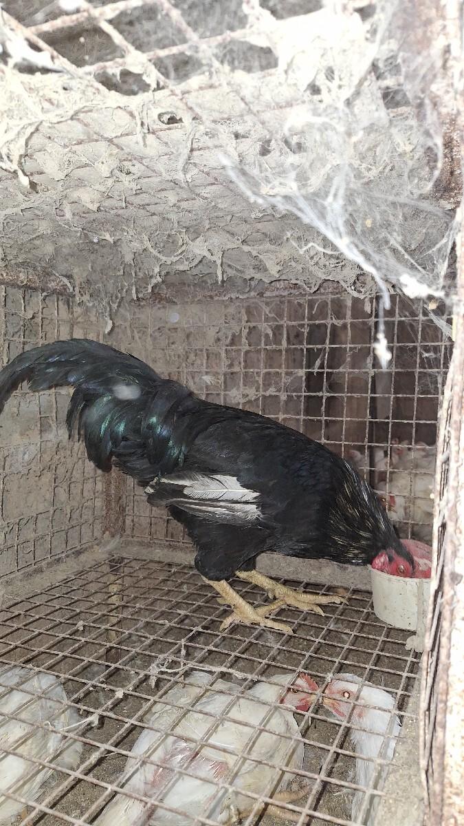 થંબનેલ 2