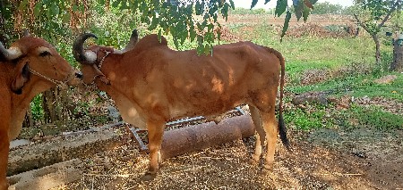 थंबनेल 2