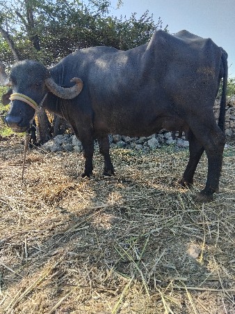 ભેસ. વેસવાનીચે