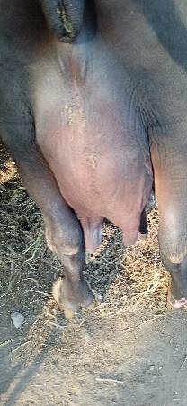 આ ભેંસ વેચવાની છે