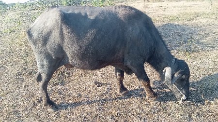 थंबनेल 2