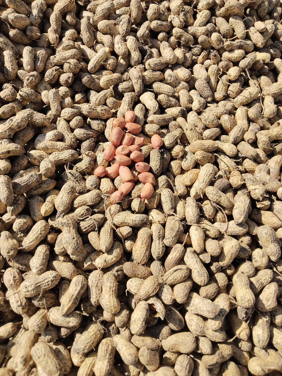 જી 20 સર્ટિફાયિડ બિયારણ