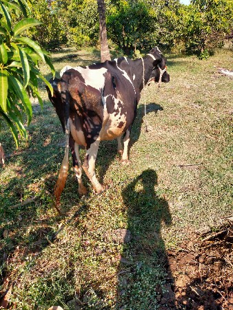 ગાય વેચવાની છે