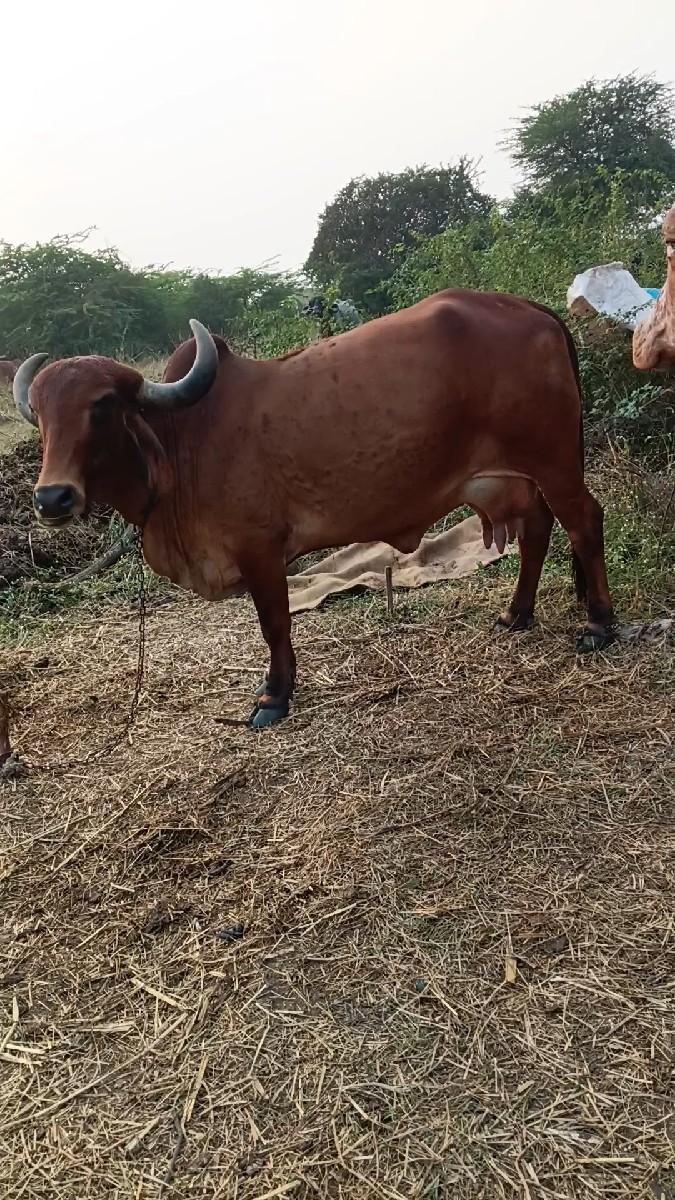 દેશી ગાય વેચવાની છે