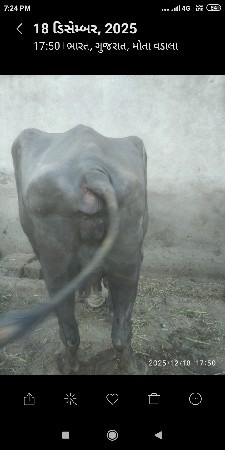 ભેંસ વેચવાની છે.