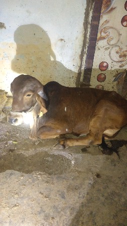 થંબનેલ 3