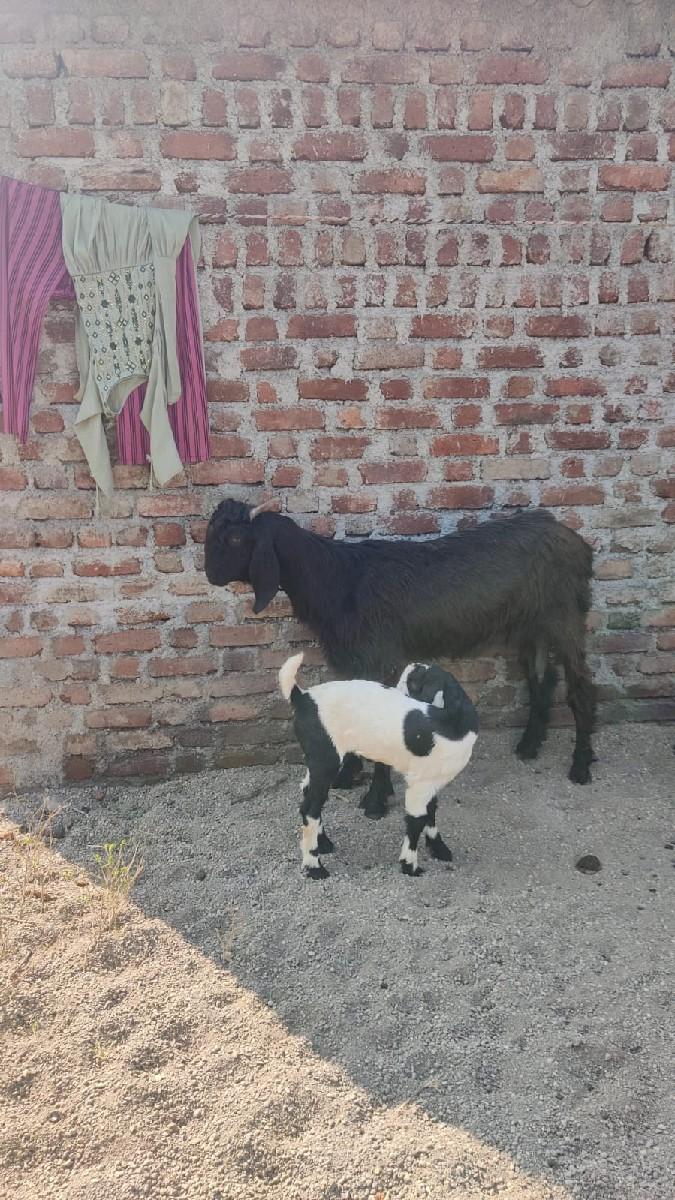 थंबनेल 2