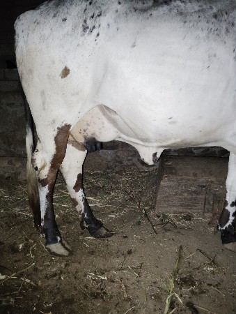 ગાય વેચવાની છે