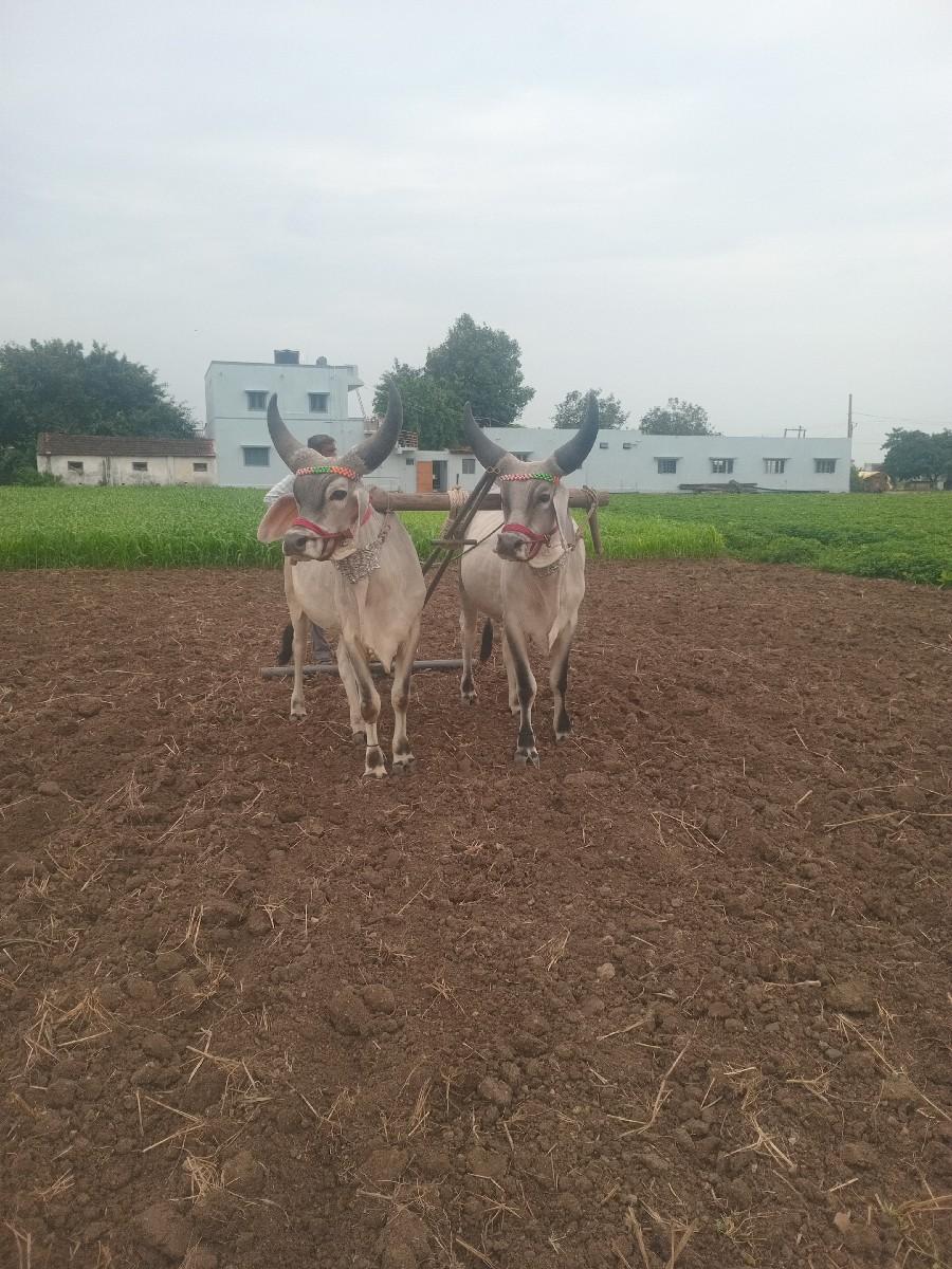 थंबनेल 2