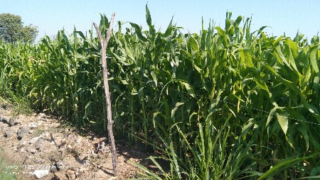 લીલી મકાઈ વેચવાની છે