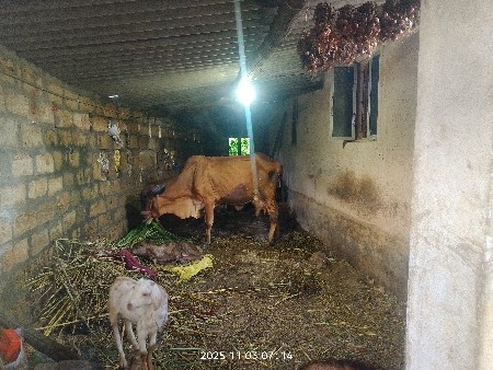 ગાયવેચવાનિછ