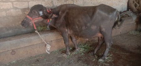 थंबनेल 2