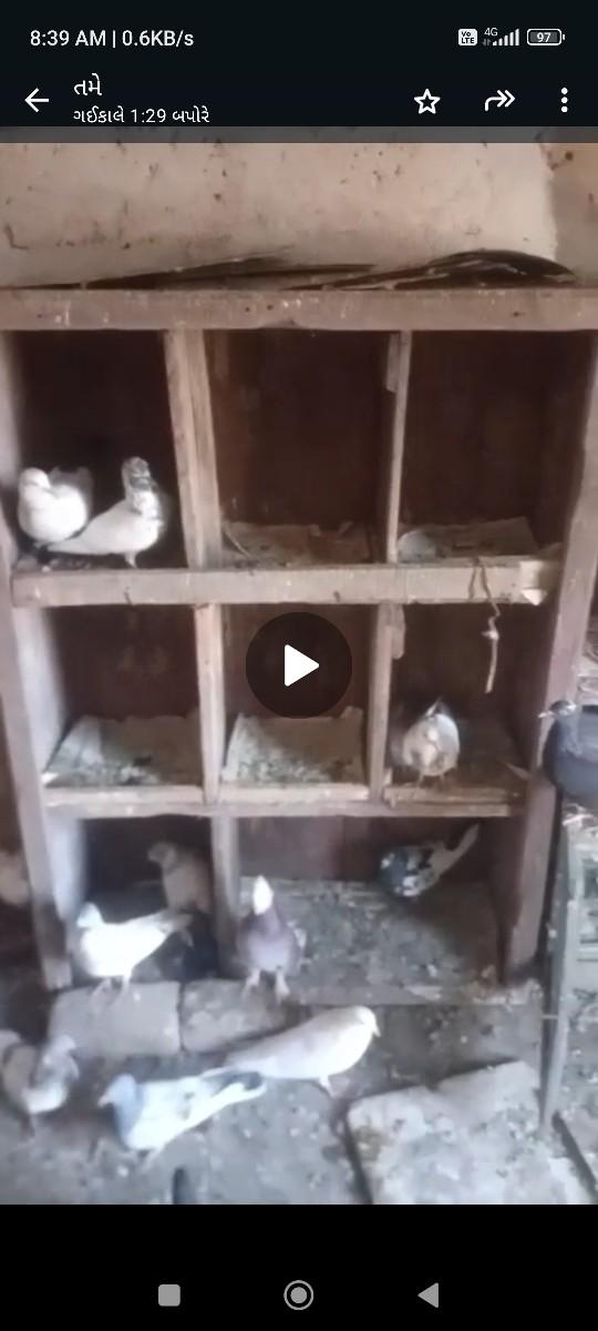 કબુતર પેટી છે 8 ખાના વારી મજબુત