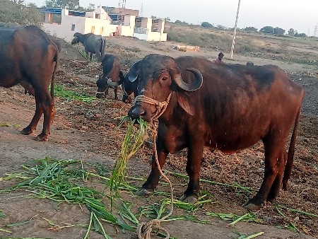 થંબનેલ 2