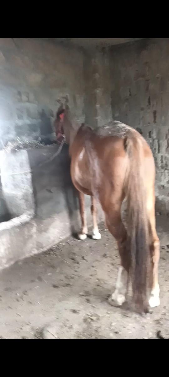 ઘોડી વેચવાની છે ચાર વર્ષની