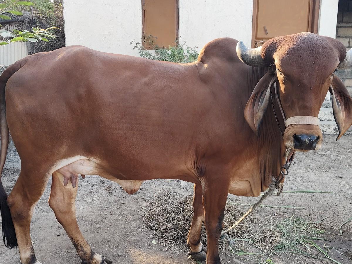 थंबनेल 2