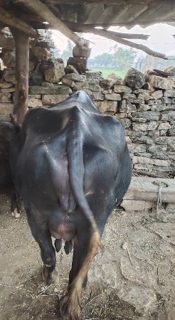 2 વેતર સે